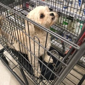 Meet your Posher, Princess